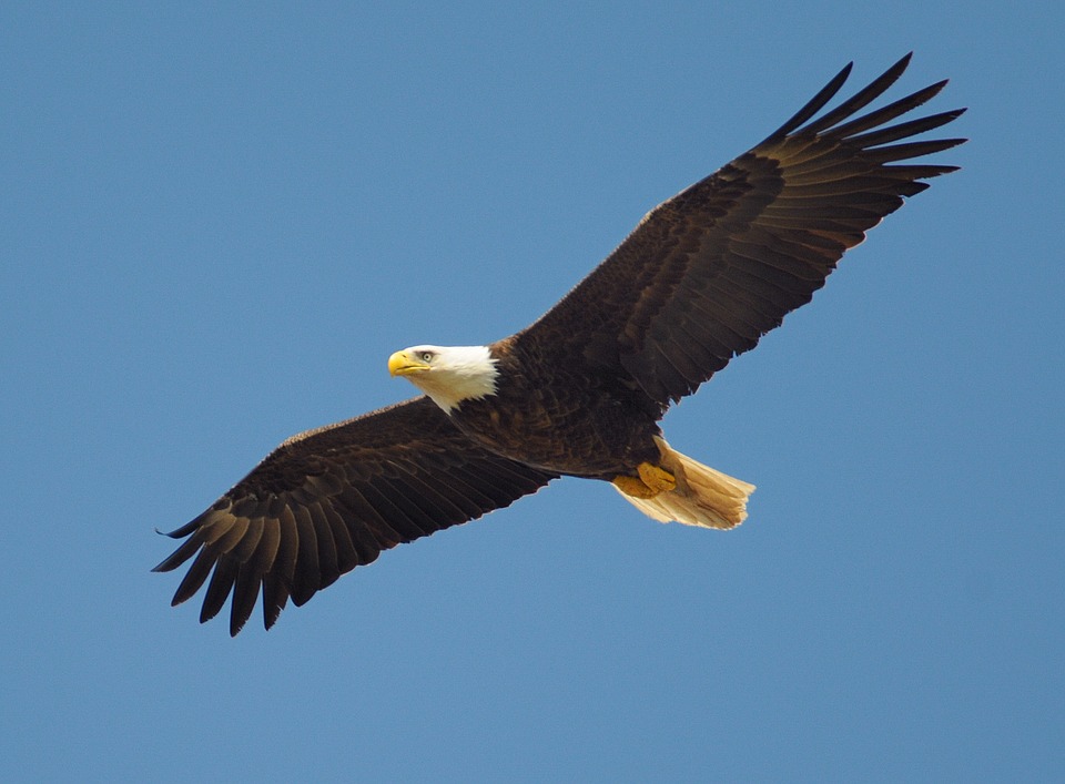 eagle-864725_960_720